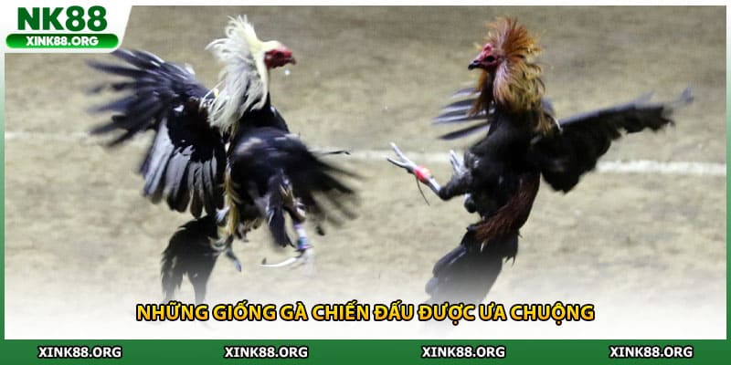 Những giống gà chiến đấu được ưa chuộng